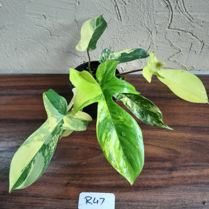 #R47 Philodendron Florida Beauty
