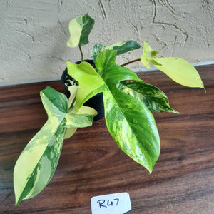 #R47 Philodendron Florida Beauty