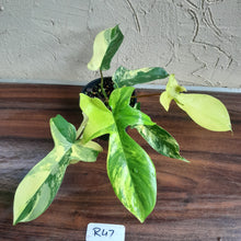 Load image into Gallery viewer, #R47 Philodendron Florida Beauty