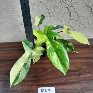 #R47 Philodendron Florida Beauty