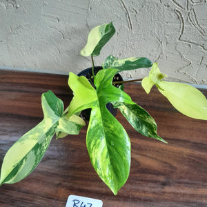 #R47 Philodendron Florida Beauty