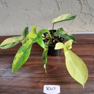 #R47 Philodendron Florida Beauty