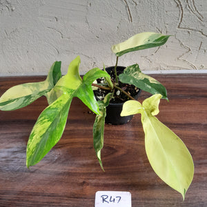 #R47 Philodendron Florida Beauty