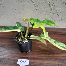 Load image into Gallery viewer, #R47 Philodendron Florida Beauty
