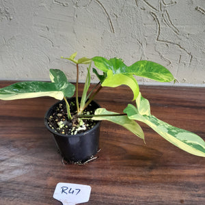 #R47 Philodendron Florida Beauty