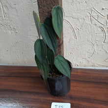 Load image into Gallery viewer, #D18 Philodendron Burle Marx Fantasy