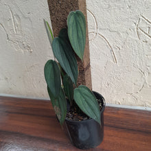 Load image into Gallery viewer, #D18 Philodendron Burle Marx Fantasy
