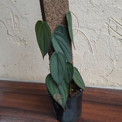 #D18 Philodendron Burle Marx Fantasy