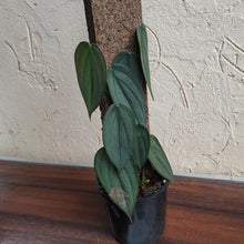 Load image into Gallery viewer, #D18 Philodendron Burle Marx Fantasy