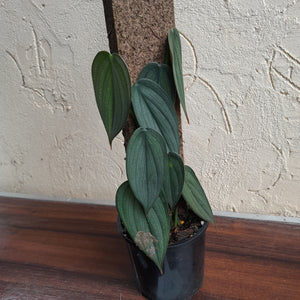 #D18 Philodendron Burle Marx Fantasy