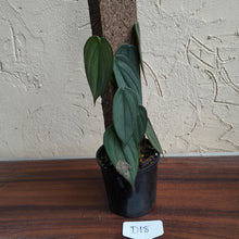 Load image into Gallery viewer, #D18 Philodendron Burle Marx Fantasy
