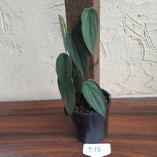 Load image into Gallery viewer, #D18 Philodendron Burle Marx Fantasy