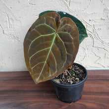 Load image into Gallery viewer, R67 Round Anthurium Crystallinum x