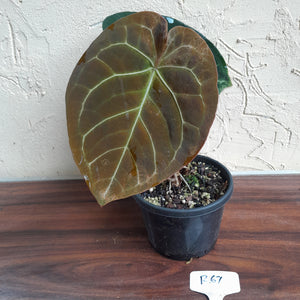 R67 Round Anthurium Crystallinum x