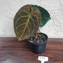 Load image into Gallery viewer, R67 Round Anthurium Crystallinum x