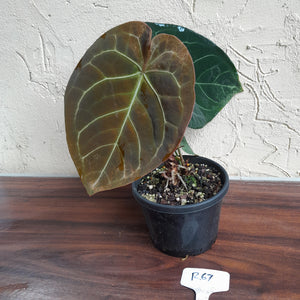 R67 Round Anthurium Crystallinum x