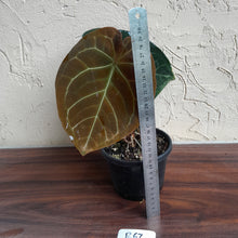Load image into Gallery viewer, R67 Round Anthurium Crystallinum x