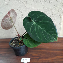 Load image into Gallery viewer, R67 Round Anthurium Crystallinum x
