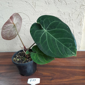 R67 Round Anthurium Crystallinum x