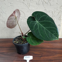 Load image into Gallery viewer, R67 Round Anthurium Crystallinum x