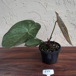 R67 Round Anthurium Crystallinum x