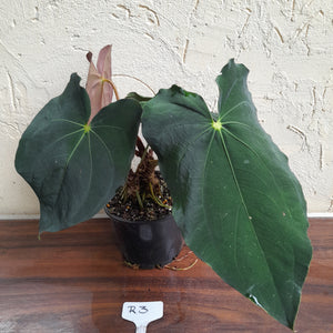 #R3 Two x Headed Anthurium Papillilaminum x