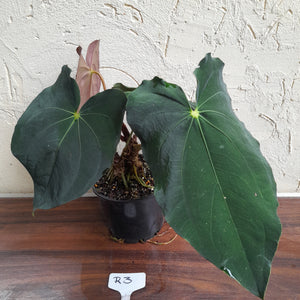 #R3 Two x Headed Anthurium Papillilaminum x
