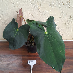 #R3 Two x Headed Anthurium Papillilaminum x