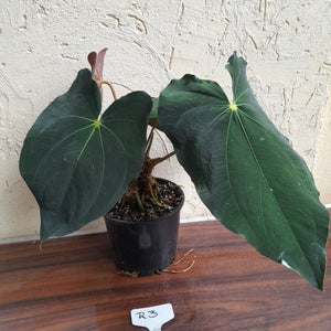 #R3 Two x Headed Anthurium Papillilaminum x