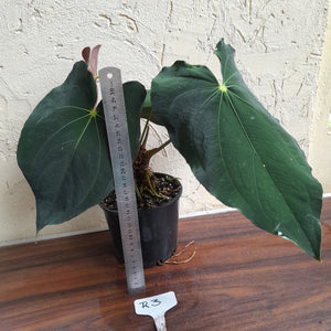 #R3 Two x Headed Anthurium Papillilaminum x