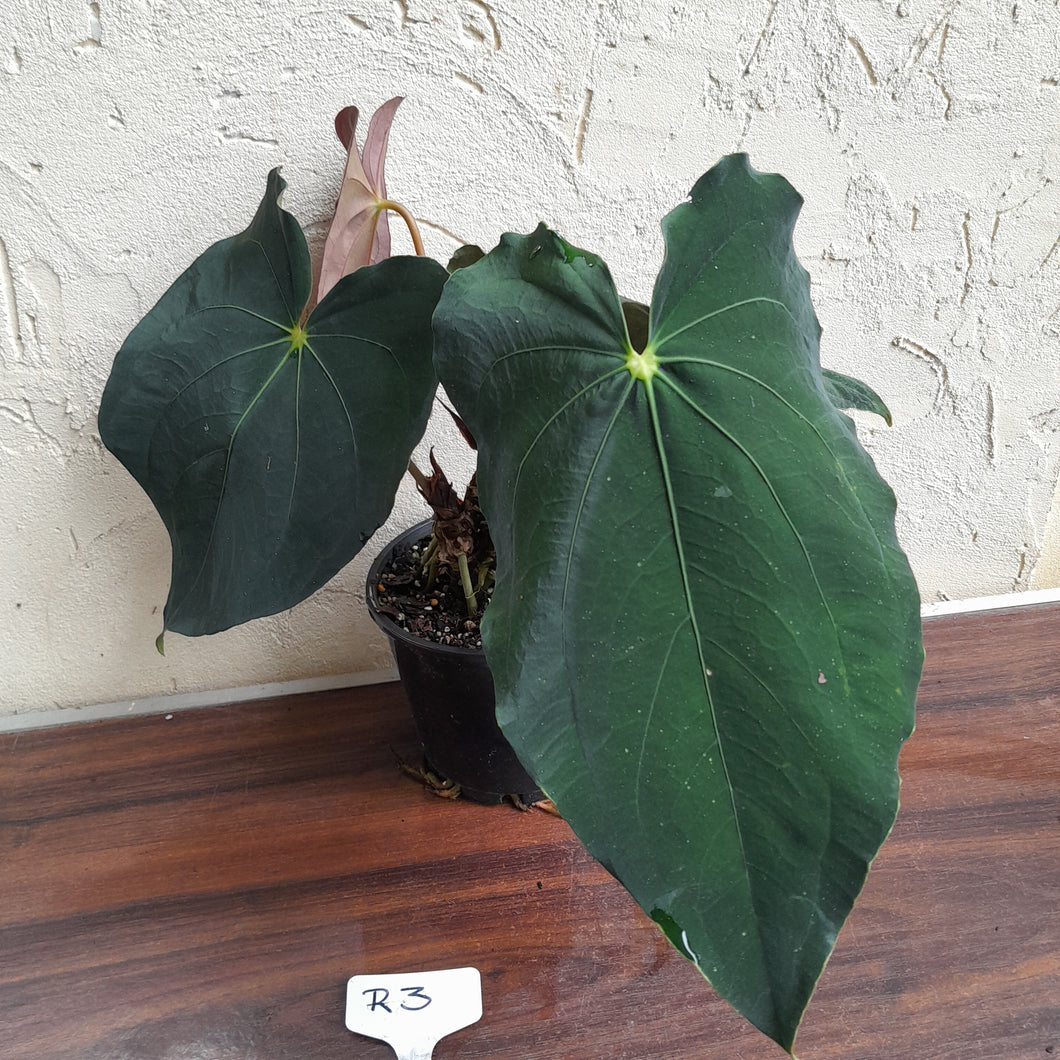 #R3 Two x Headed Anthurium Papillilaminum x