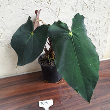 Load image into Gallery viewer, #R3 Two x Headed Anthurium Papillilaminum x
