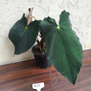 #R3 Two x Headed Anthurium Papillilaminum x