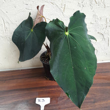 Load image into Gallery viewer, #R3 Two x Headed Anthurium Papillilaminum x