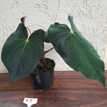Load image into Gallery viewer, #R3 Two x Headed Anthurium Papillilaminum x
