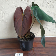 Load image into Gallery viewer, #R3 Two x Headed Anthurium Papillilaminum x