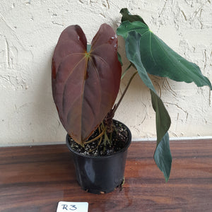 #R3 Two x Headed Anthurium Papillilaminum x