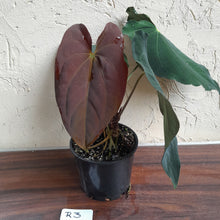 Load image into Gallery viewer, #R3 Two x Headed Anthurium Papillilaminum x