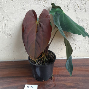 #R3 Two x Headed Anthurium Papillilaminum x