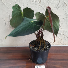 Load image into Gallery viewer, #R3 Two x Headed Anthurium Papillilaminum x