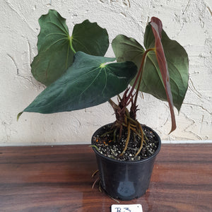 #R3 Two x Headed Anthurium Papillilaminum x