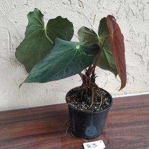 #R3 Two x Headed Anthurium Papillilaminum x