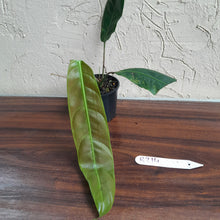 Load image into Gallery viewer, #R214 Philodendron Patriciae