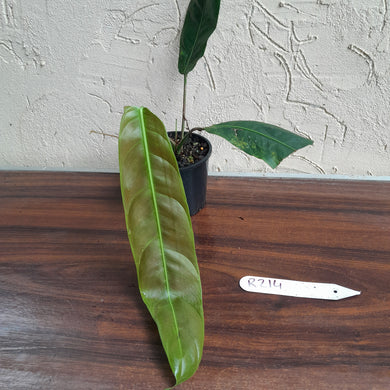 #R214 Philodendron Patriciae