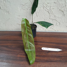 Load image into Gallery viewer, #R214 Philodendron Patriciae