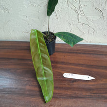 Load image into Gallery viewer, #R214 Philodendron Patriciae