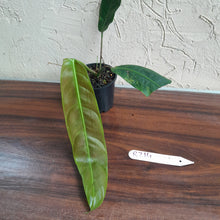 Load image into Gallery viewer, #R214 Philodendron Patriciae