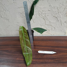 Load image into Gallery viewer, #R214 Philodendron Patriciae