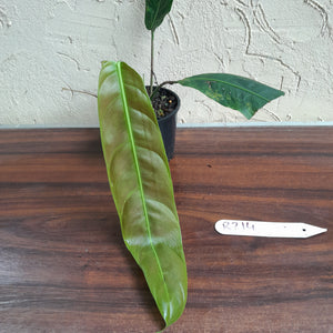 #R214 Philodendron Patriciae