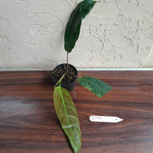Load image into Gallery viewer, #R214 Philodendron Patriciae